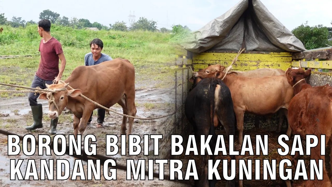 
                                 Borong-Bibit-Bakalan-Sapi-Di-Mitra-Kuningan